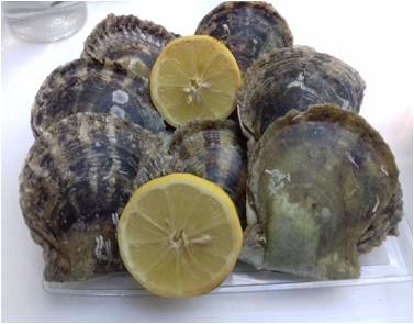 Pearl oyster Pinctada radiata in Greece, commercial exploitation